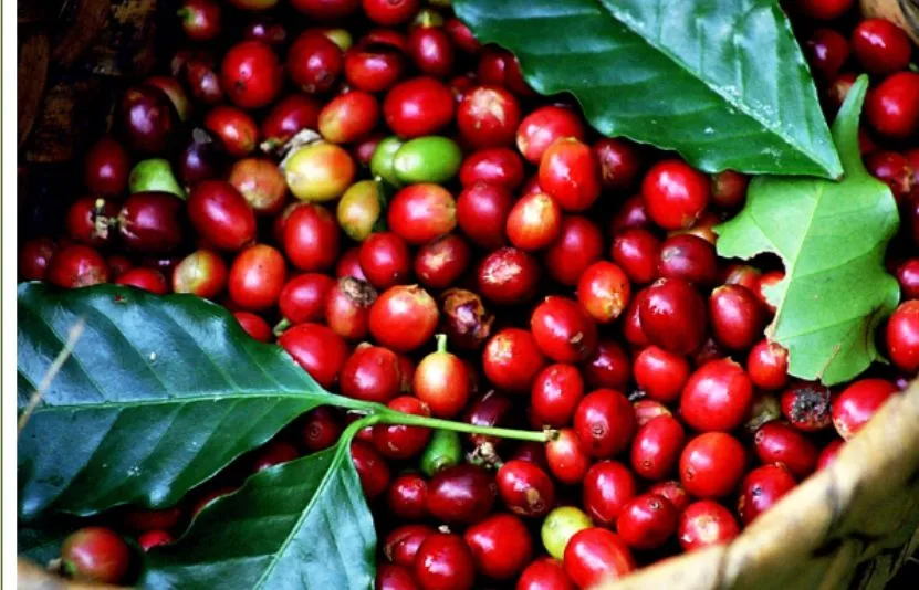 Giá cà phê ngày 25/2 tăng mạnh 2.500 – 2.700 đồng/kg, thị trường lấy lại đà tích cực